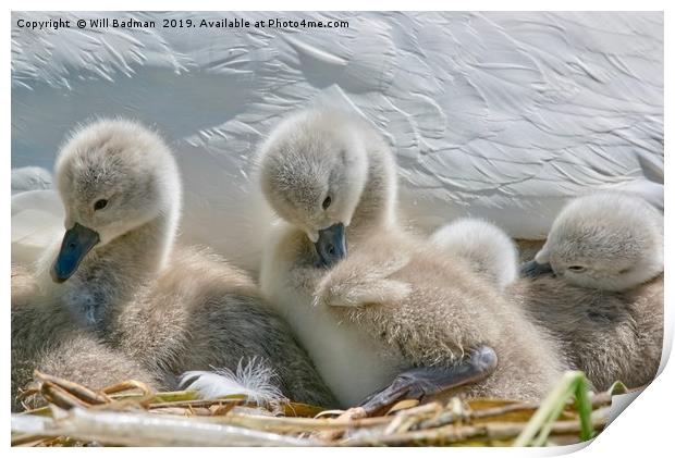 Two Day Old Cygnets Print by Will Badman