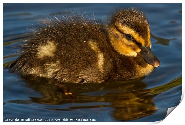 Young Duckling at Ninesprings Yeovil Print by Will Badman