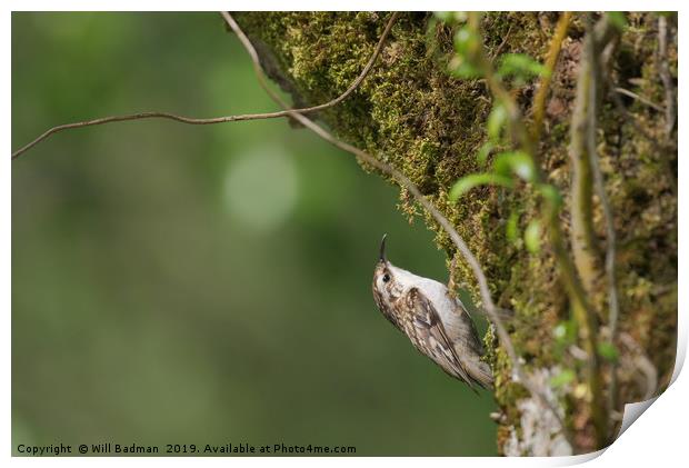 Tree Creeper on a tree covered in moss Print by Will Badman