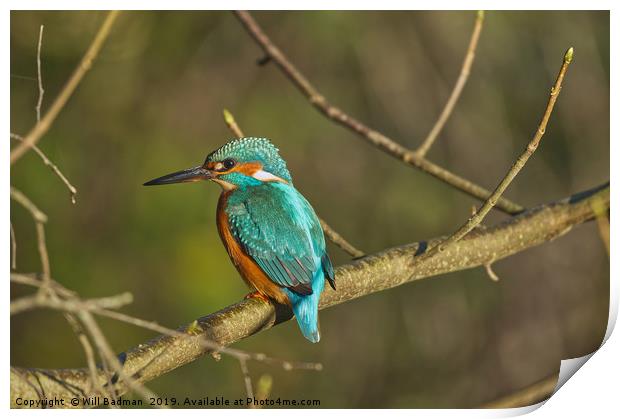 Kingfisher on a branch Print by Will Badman