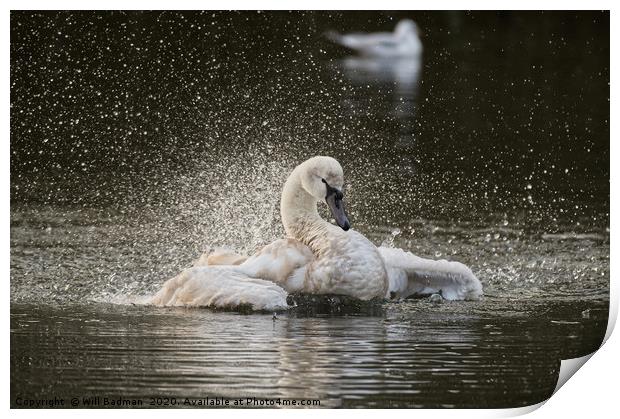 Swan flapping its wings on the lake in Yeovil uk  Print by Will Badman