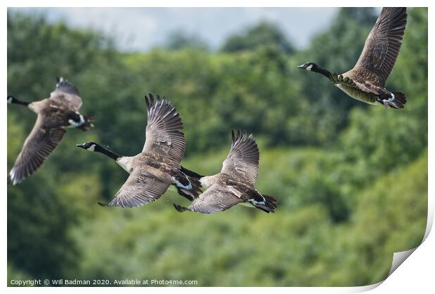 Flying Canadian Geese  Print by Will Badman