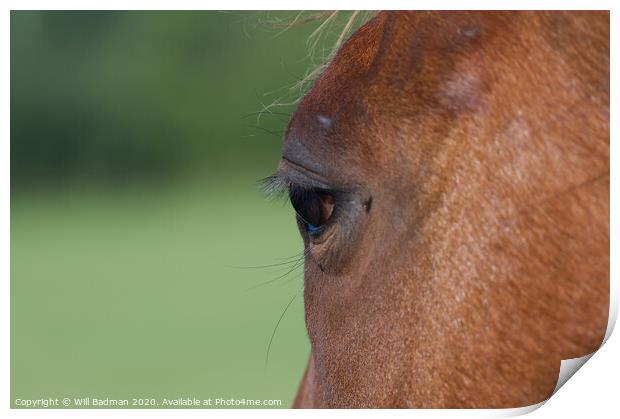 Horse close up Print by Will Badman