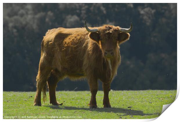 Highland Cow Print by Will Badman