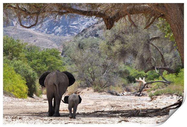 Desert elephant and calf. Hoanib River, Namibia Print by Frances Valdes