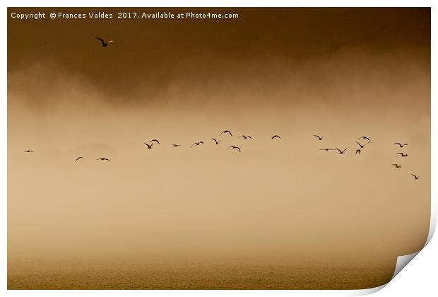 Flock of birds flying in fog at sunset  Print by Frances Valdes