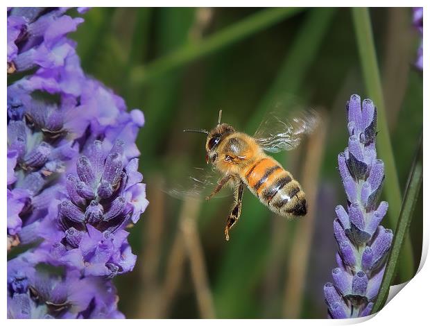Bee flying in lavender Print by David Belcher