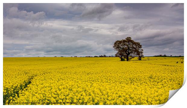 Lone tree in rapeseed field Print by David Belcher