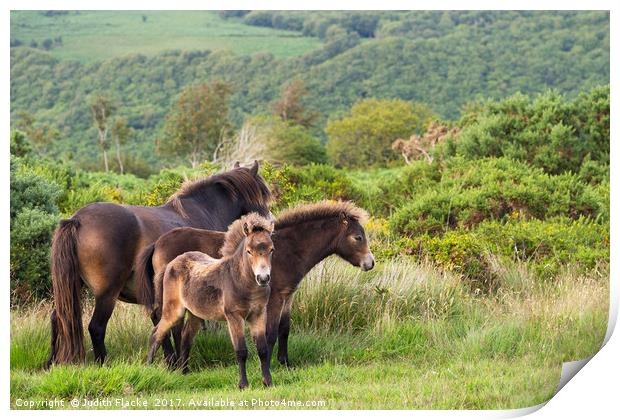 Exmoor ponies, family group Print by Judith Flacke