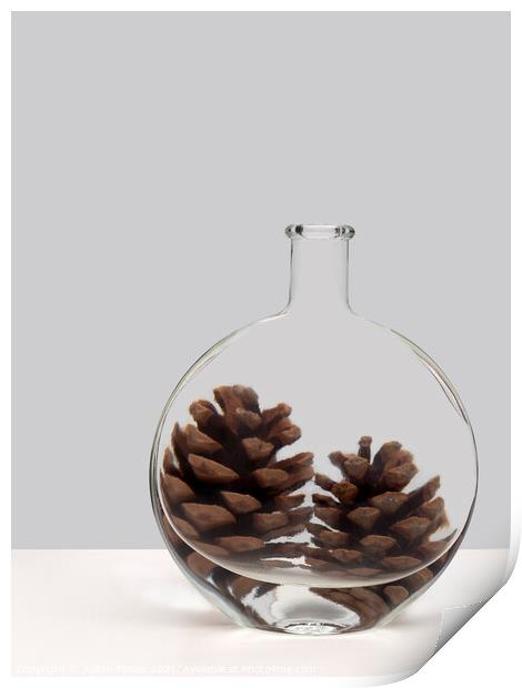 Pine cone refraction. Print by Judith Flacke