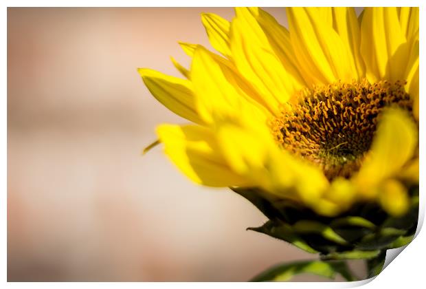 Sunflower  Print by Dundee Photography