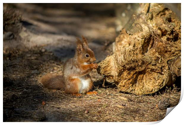 Red squirrel Print by David Morton