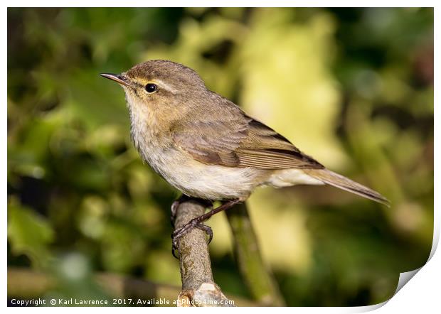 Close Chiffchaff Print by Karl Lawrence