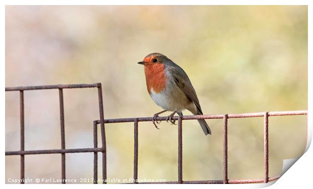 Robin Print by Karl Lawrence