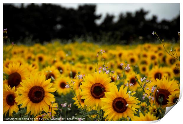 sunflower field richmond Print by david siggens