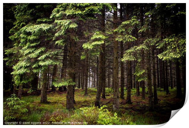 Keilder forest leaplish Print by david siggens