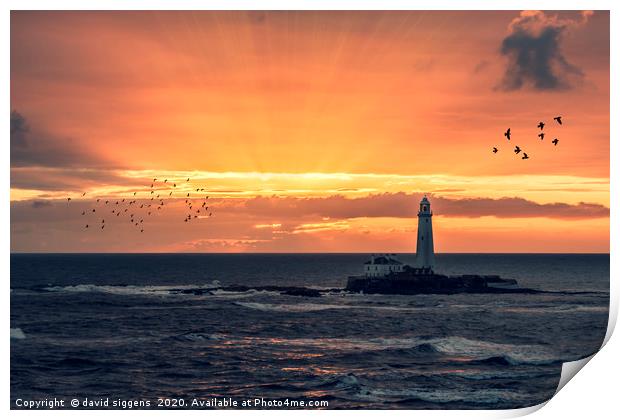 St Marys Lighthouse sunrise Print by david siggens