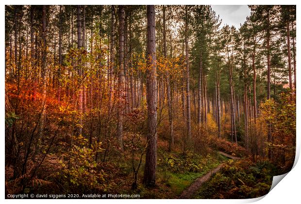 Beamish ousbrough woods Print by david siggens