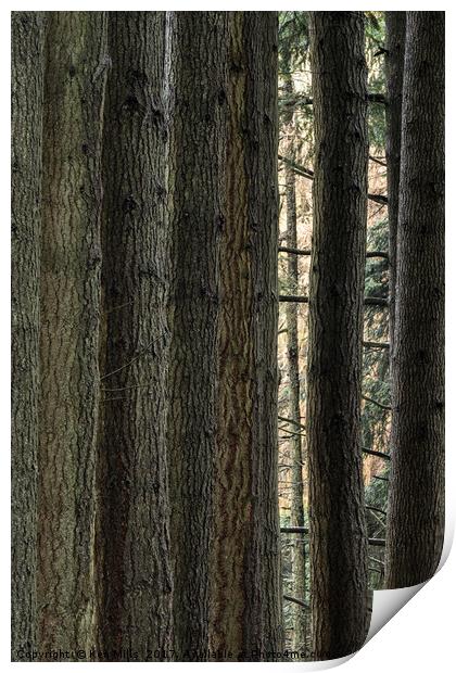 Elan Valley Pine Tree Trunks Print by Ken Mills
