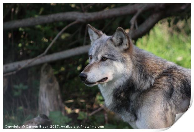 Grey wolf (Canis lupus) Print by Carmen Green