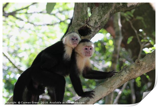 White-headed Capuchin Monkey, Costa Rica Print by Carmen Green