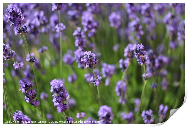 Lavender in the garden  Print by Carmen Green