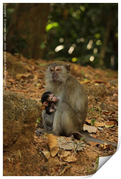 Mother and baby macaques in Langkawi Print by Carmen Green