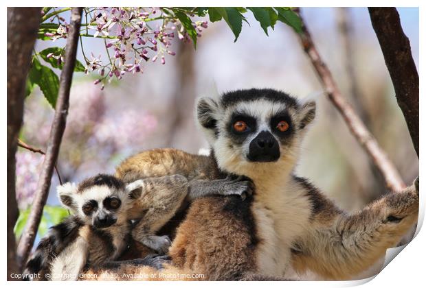 Mother and baby lemurs in Madagascar Print by Carmen Green