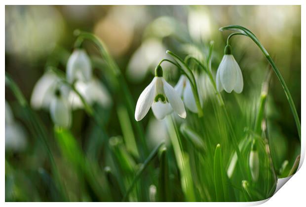 Snowdrops in St Andrew's churchyard, Sutton-in-the-Isle Print by Andrew Sharpe