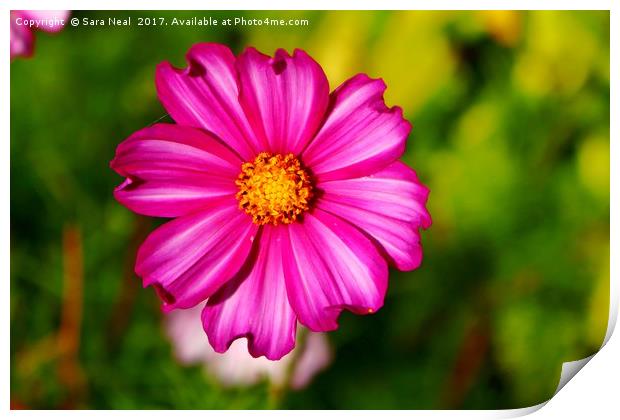 Pink Cosmos Print by Sara Neal