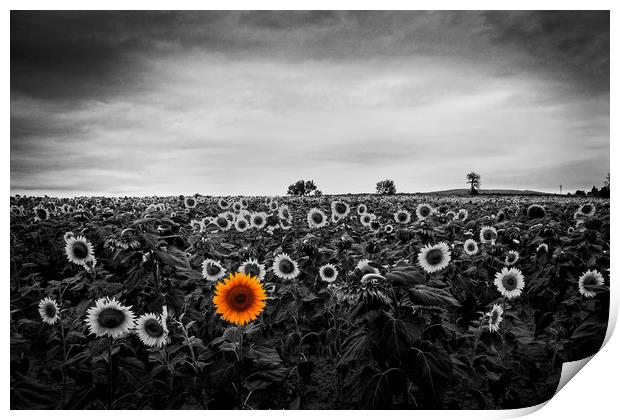 A field of sunflowers Print by David Tanner