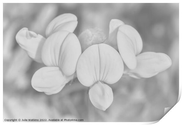 meadow flower black and white  Print by Julia Watkins