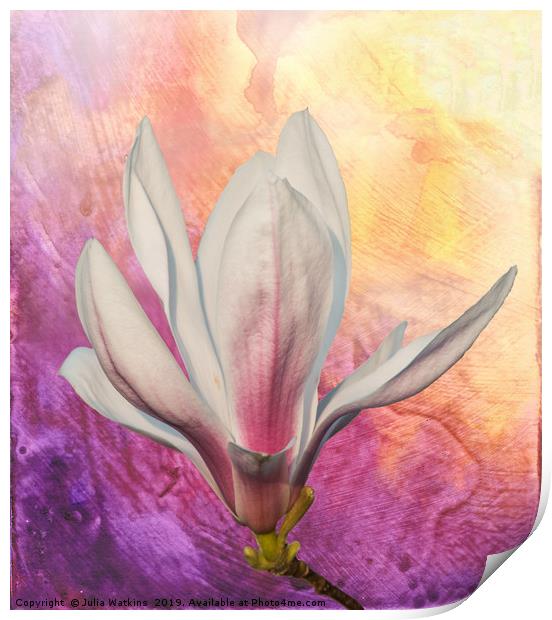 Magnolia Flower  Print by Julia Watkins