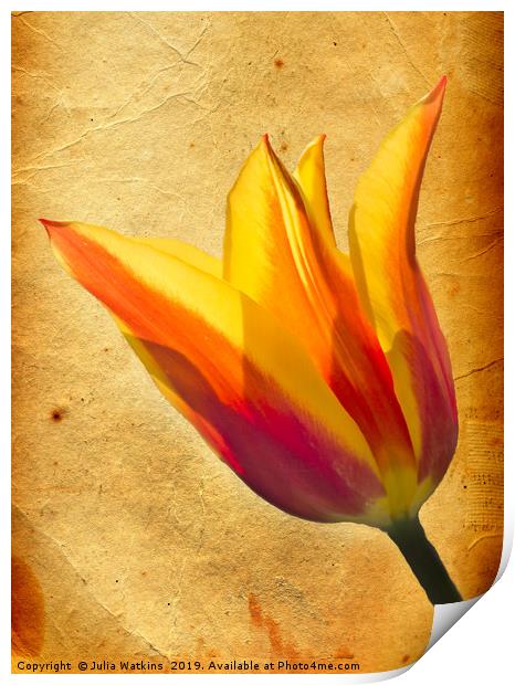 Tulip  Print by Julia Watkins