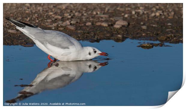 Seagull Drinking  Print by Julia Watkins