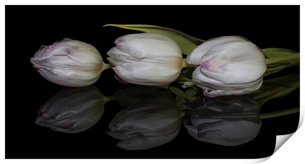 three tulips and reflection Print by Julia Watkins