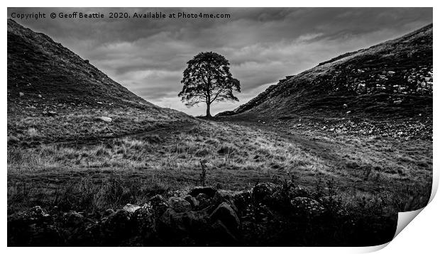 The Iconic Solitude of Sycamore Gap Print by Geoff Beattie