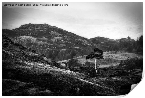Lone Silver Birch. Holme Fell, The Lake District Print by Geoff Beattie