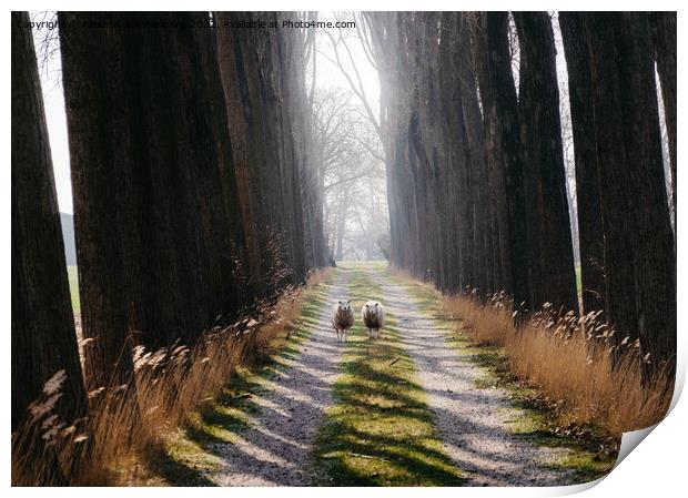 Two sheep in middle of a path staring ahead in the Netherlands Print by Alexandre Rotenberg