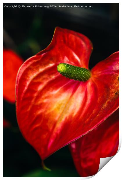 Vibrant Red Anthurium Flower Blooming in a Lush Garden Setting During Daytime Print by Alexandre Rotenberg