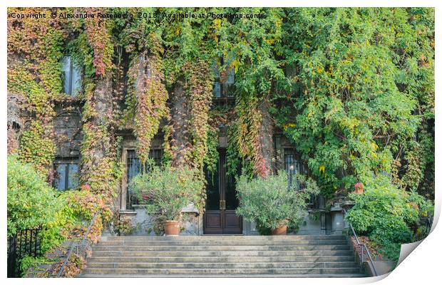 Building entrance covered in overgrown ivy Print by Alexandre Rotenberg