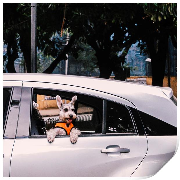 Cute dog on open window of a car Print by Alexandre Rotenberg