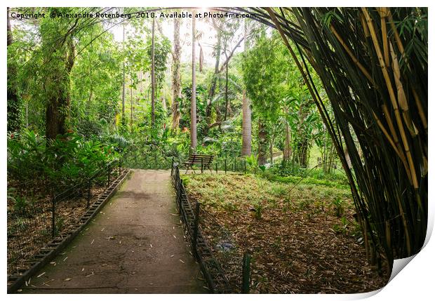 Bamboo-lined path  Print by Alexandre Rotenberg