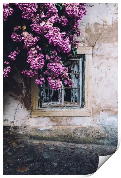 Purple bouganvillea shrubs next to window Print by Alexandre Rotenberg
