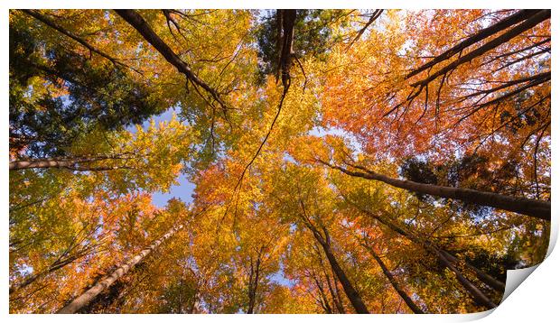 Autumn Canopy Print by Daniel Farrington
