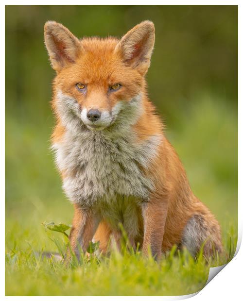 British Fox Print by Daniel Farrington