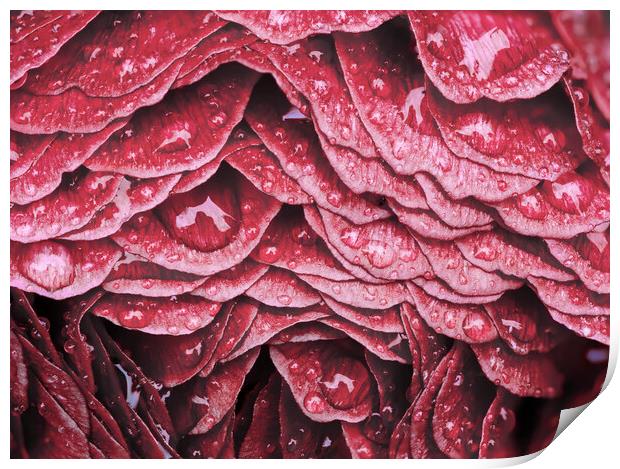 Layers of Red Print by Kelly Bailey