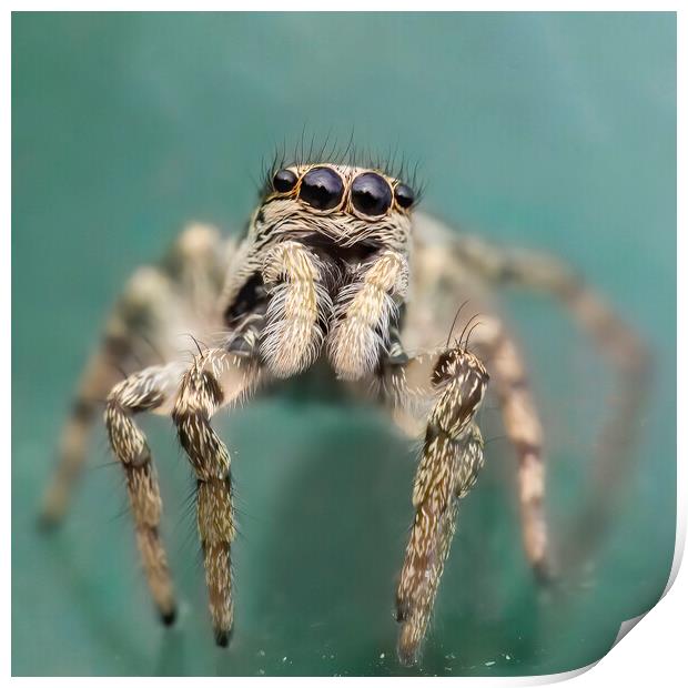 Portrait of a Zebra Jumping Spider Print by Kelly Bailey