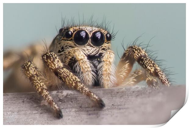 Zebra Jumping Spider Portrait  Print by Kelly Bailey