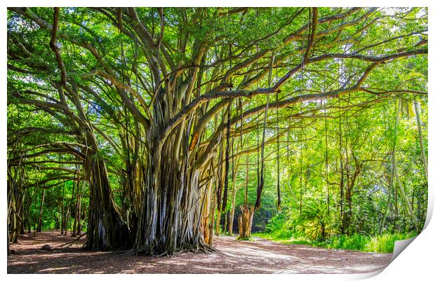 The Banyan tree  Print by Kelly Bailey